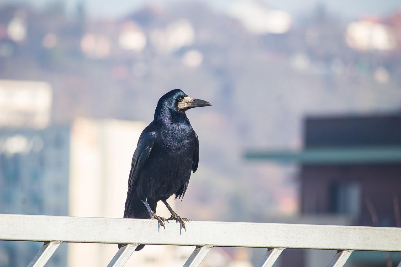 TIETHEKNOT 2 Stück Künstliche Krähen Aus Kunstharz – Schwarze Vogel-Deko Für Halloween & Wohnaccessoire