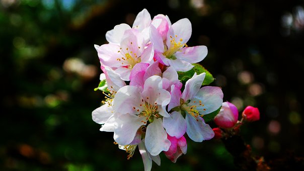Apfelblüten, Blumen, Natur, Blüte, Flora