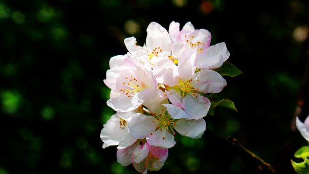 Blumen, Apfelblüte, Schöne Blumen