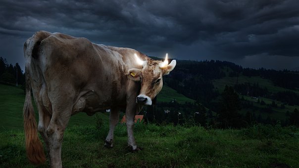 Kuh, Natur, Leuchtende Hörner, Schweiz