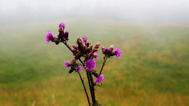 Lilane Blumen, Schöne Blumen