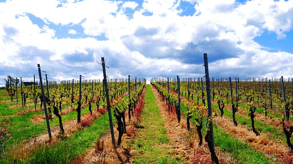 Weinberg, Weinbau, Landwirtschaft