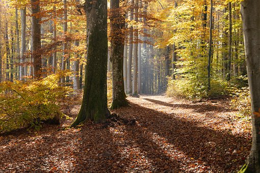 Efterår, Skov, Træer, Efteråret Humør