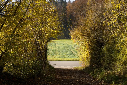 Passage, Træer, Efterår, Sti, Landskabet