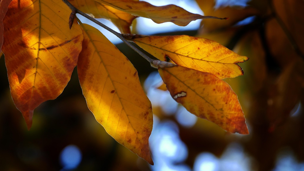 Foliage Leaves Autumn Fall - Free photo on Pixabay - Pixabay