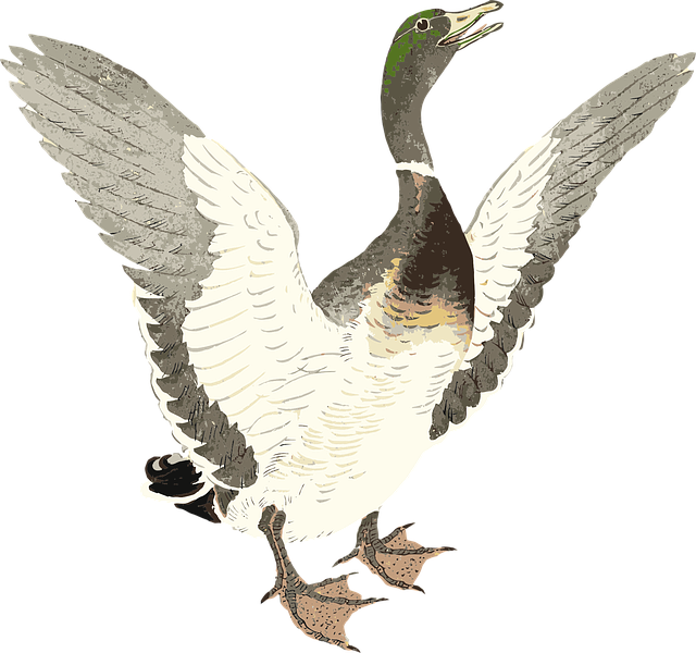 Free duck drake bird vector