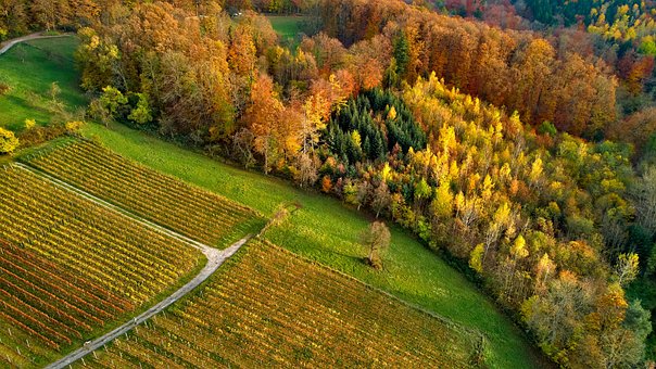Free Fall Vineyard photo and picture