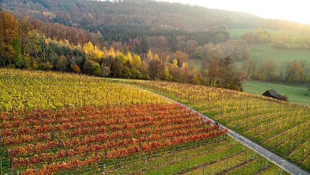 Free Fall Viticulture photo and picture