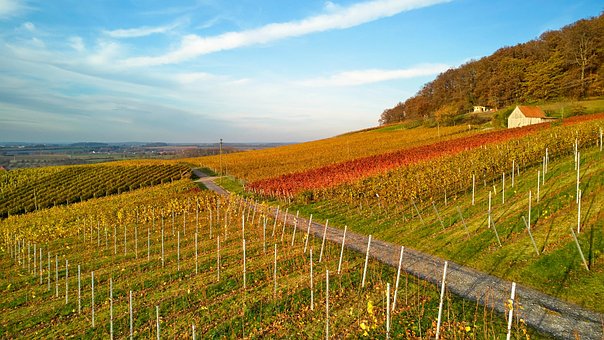 Free Vineyard Viticulture photo and picture