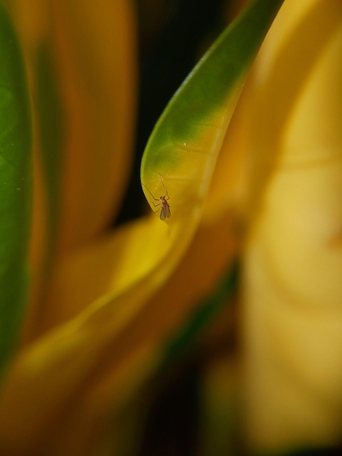 Free Insect Mosquito photo and picture