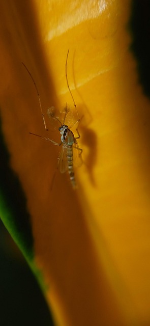 Free Insect Mosquito photo and picture
