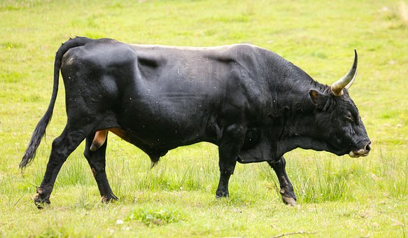 Dyr, Okse, Aurochs, Græsgange, Horn