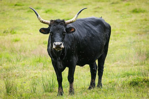 Aurochs, Okse, Uroksen, Urus, Ure, Dyr
