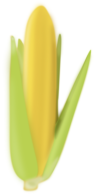 Free Corn Crops vector and picture