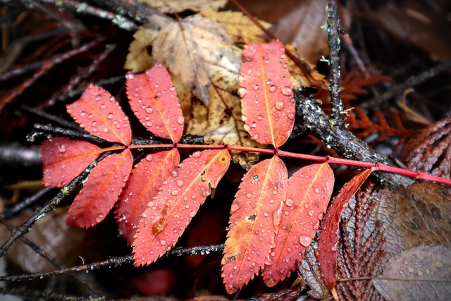 Blätter, Natur, Herbst, Jahreszeit