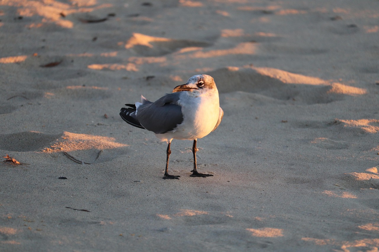 Mouette Oiseaux De Rivage Plage Photo Gratuite Sur Pixabay Pixabay Mouette Oiseaux De Rivage Plage Photo Gratuite Sur Pixabay Pixabay