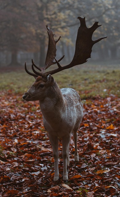 Dier, Natuur, Hert, Zoogdier, Woud, Wild