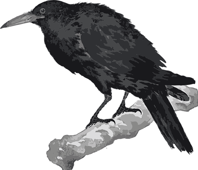 Free Bird Crow vector and picture