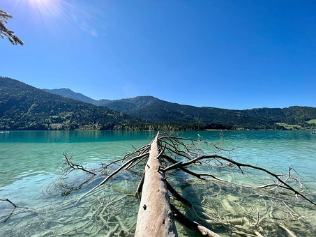 Free Lake Tree photo and picture