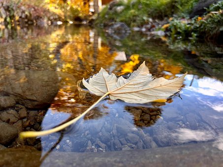 Free Leaf Stream photo and picture