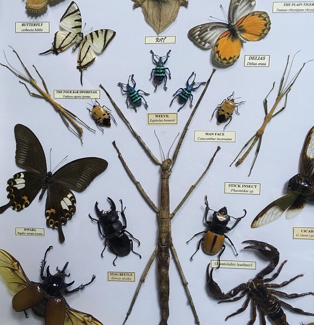 Sur Avant Insect Insectes Spécimen Kuala - Photo gratuite sur Pixabay - Pixabay