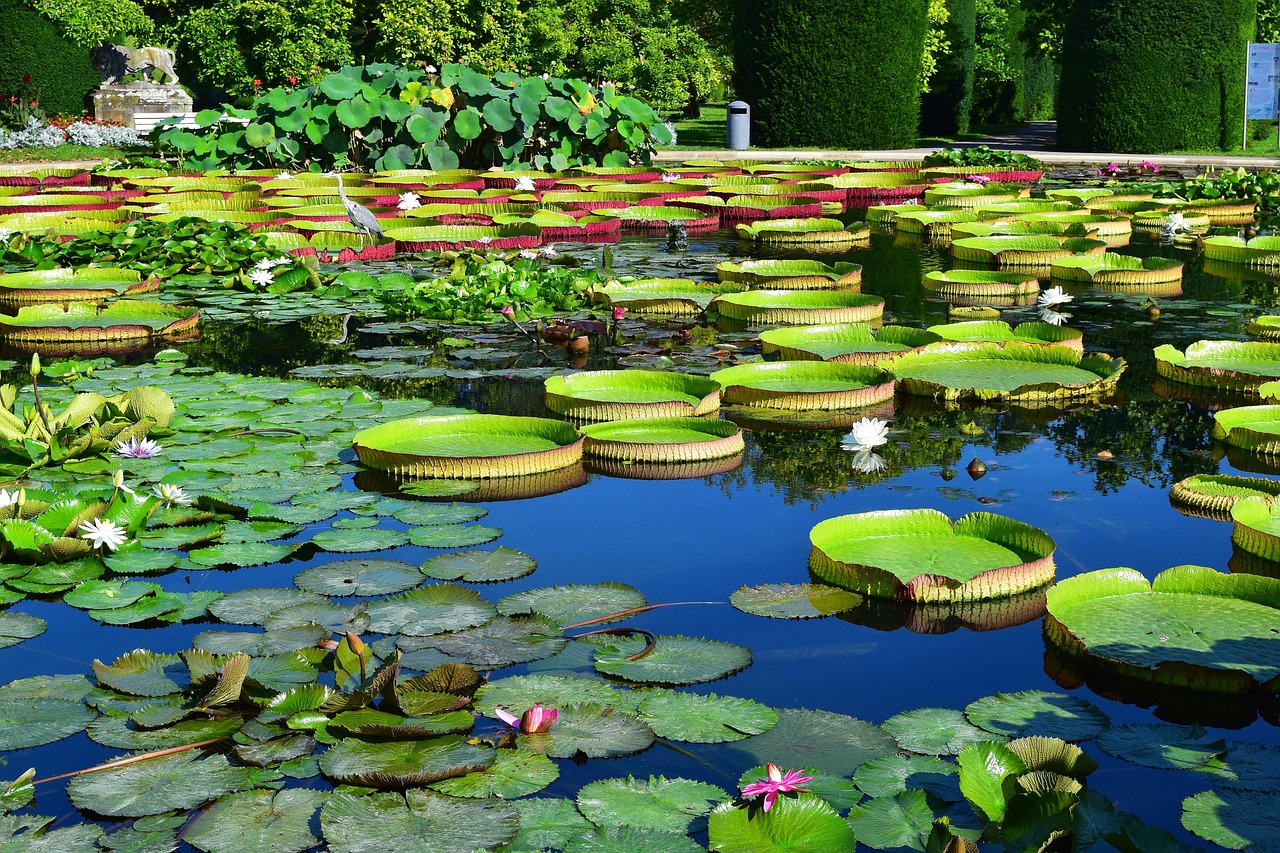 Water Lilies Pond Lotus - Free photo on Pixabay - Pixabay