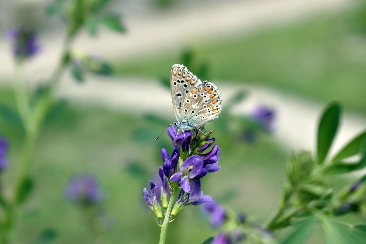 Butterfly Flower Pollinate Free photo on Pixabay Pixabay