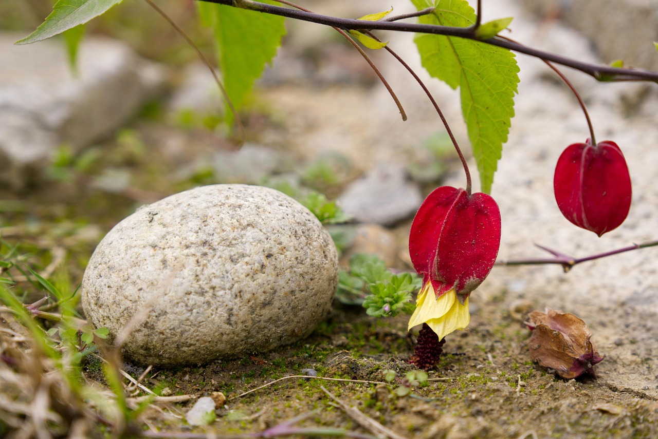 https://cdn.pixabay.com/photo/2021/11/14/11/57/flower-6794401_1280.jpg