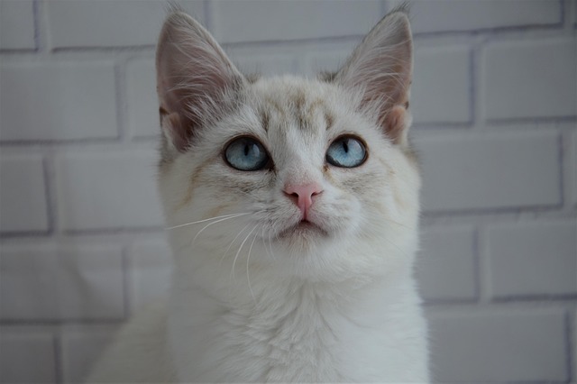 Tier, Katze, Katzen, Säugetier, Haustier