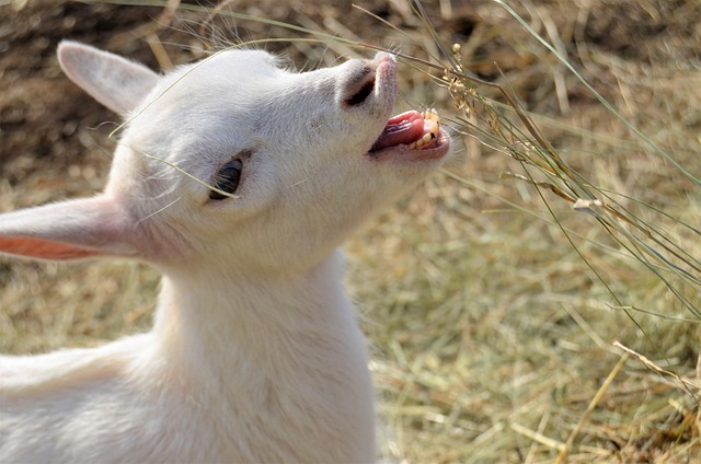 Tier, Ziege, Wiederkäuer, Spezies, Fauna