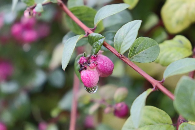 Free Plant Growth photo and picture