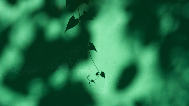 Schaduw, Bladeren, Zonneschijn, Natuur