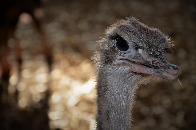 Vogel, Strauß, Augen, Vogelkunde