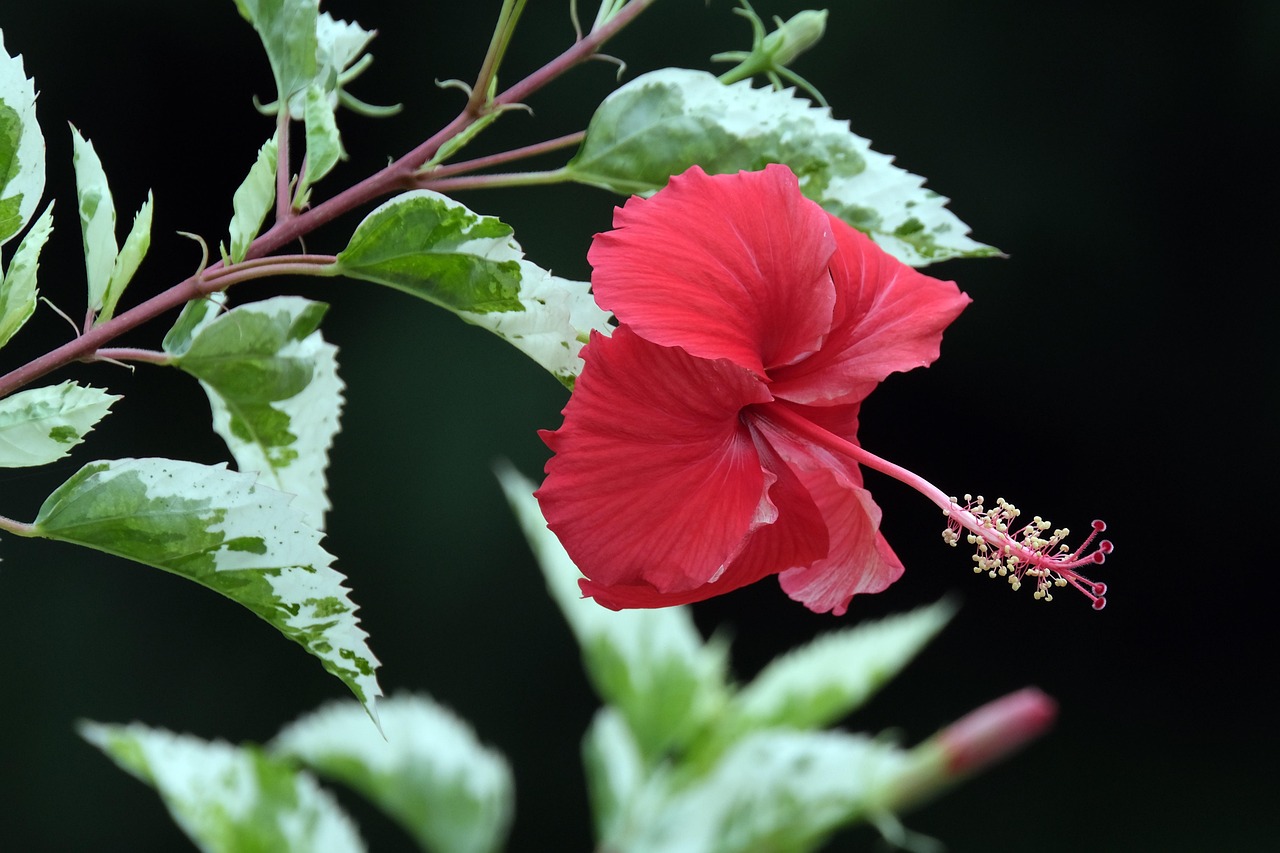Page 3 - 4,000+ Free Hibiscus & Flower Images - Pixabay