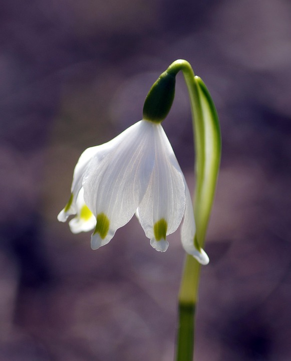 Spring Snowflake Flower Plant Free Photo On Pixabay