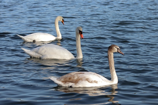 Pássaros, Cisnes, Ornitologia, Espécies
