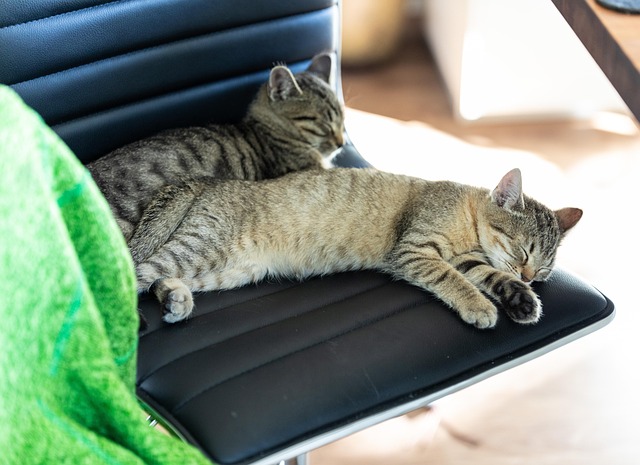 Animal, Gatinho, Mamífero, Gatos, Felino