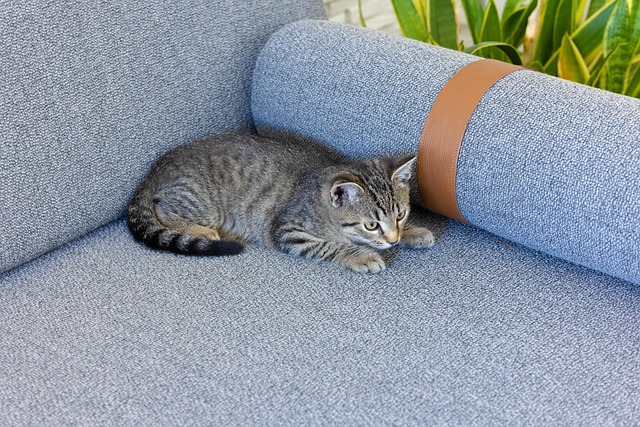 Animal, Gato, Mamífero