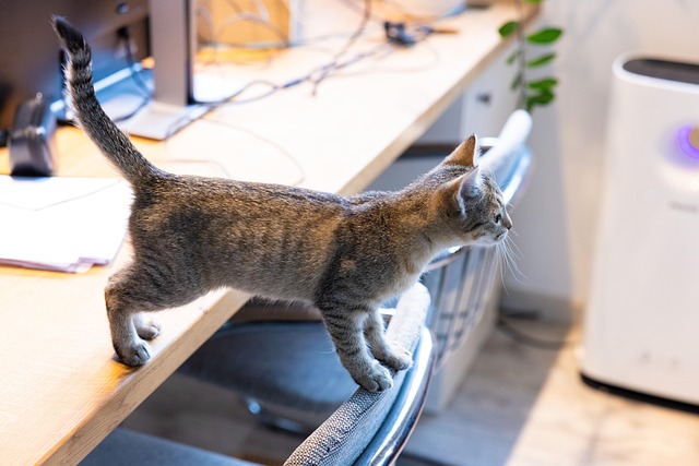 Animal, Gatinho, Felino, Gato, Mamífero