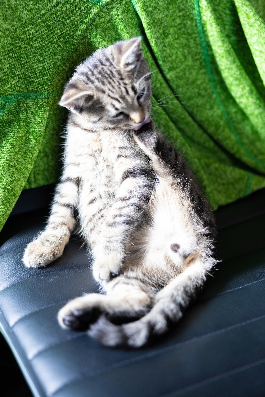 Kitten Cleaning Clean Free photo on Pixabay Pixabay