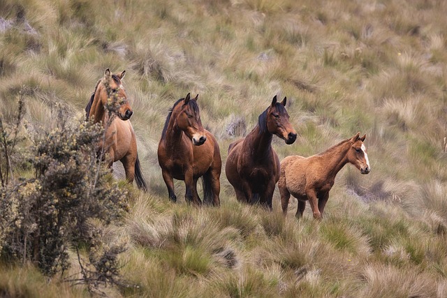 Free Animals Horse photo and picture Free Animals Horse photo and picture