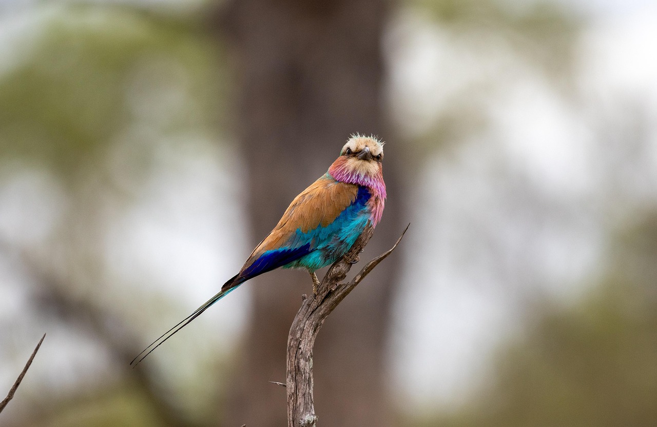 Burung Jenis Ilmu Bulu - Foto gratis di Pixabay - Pixabay