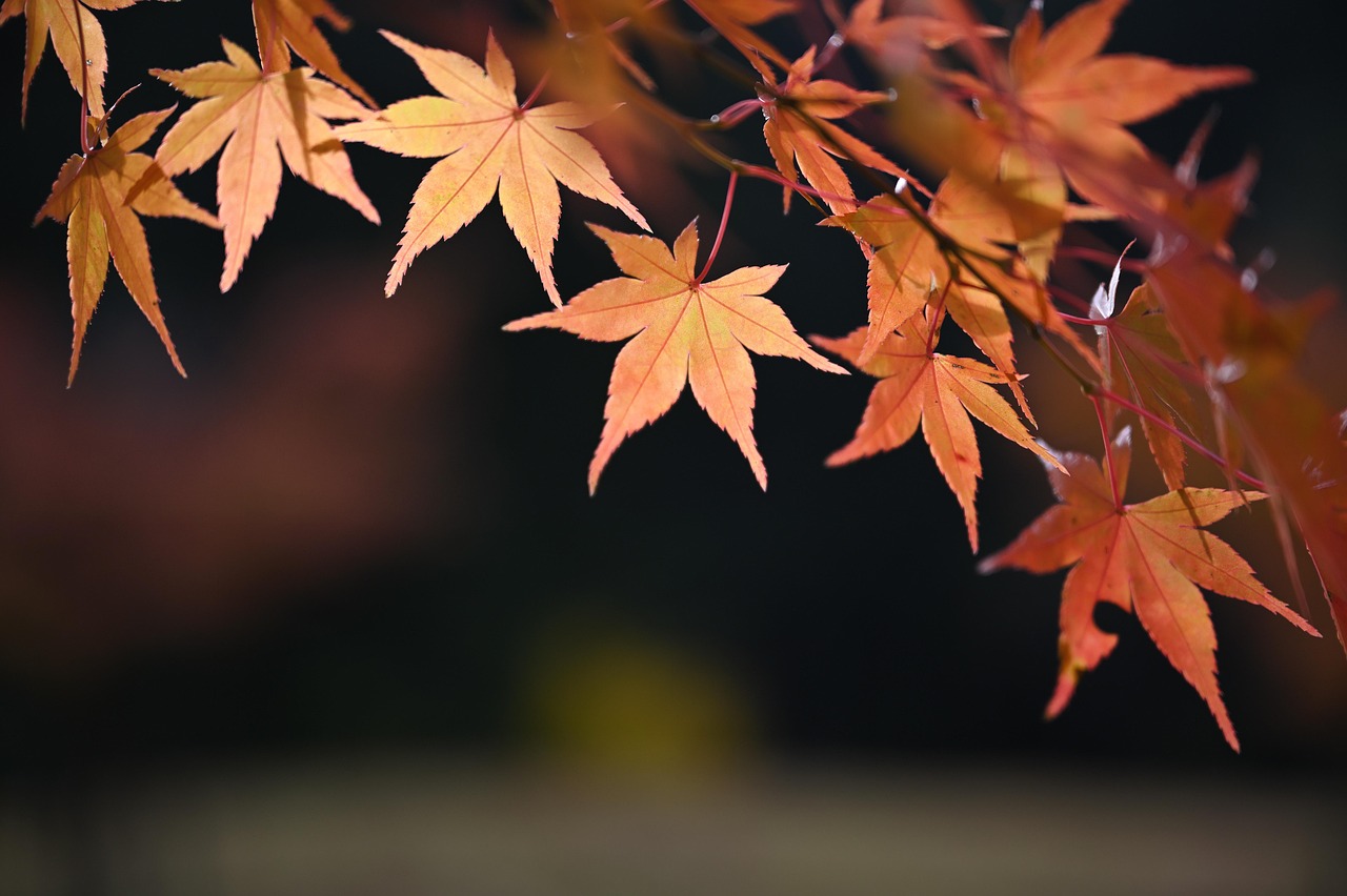 秋天 枫 树叶 - Pixabay上的免费照片