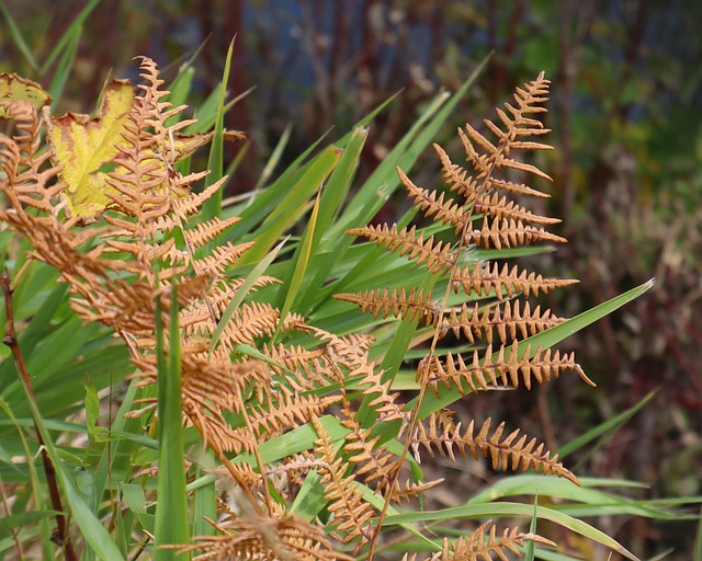 Blätter, Farn, Adlerfarn, Herbst, Natur