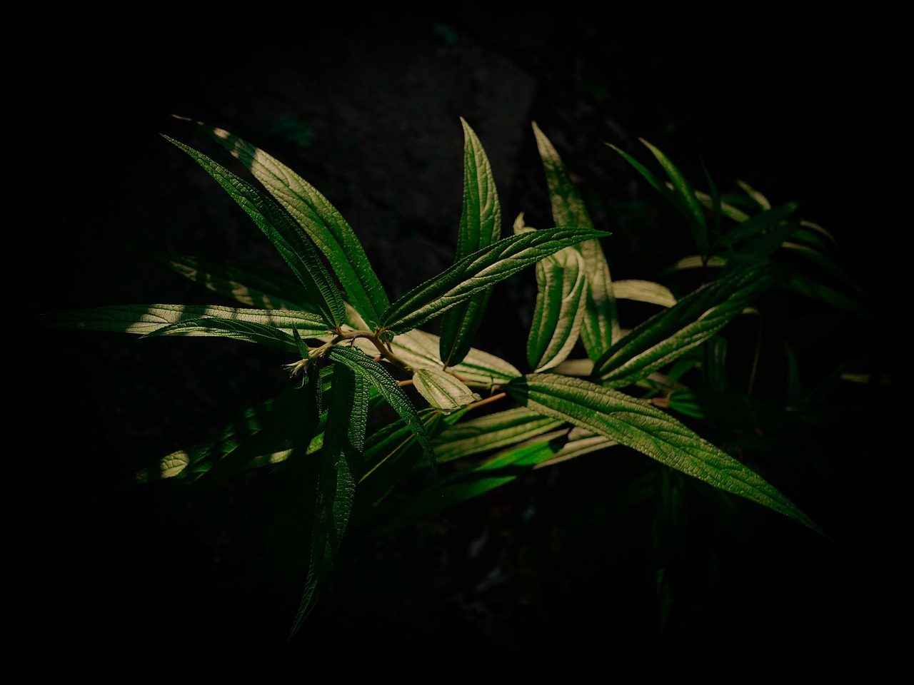 Plante Feuille Verte - Photo gratuite sur Pixabay - Pixabay