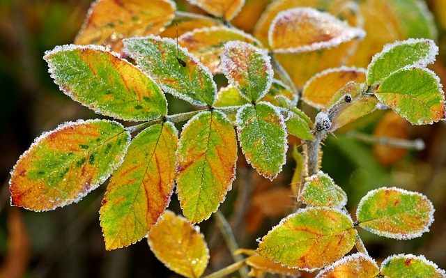 Free Leaves Fall photo and picture