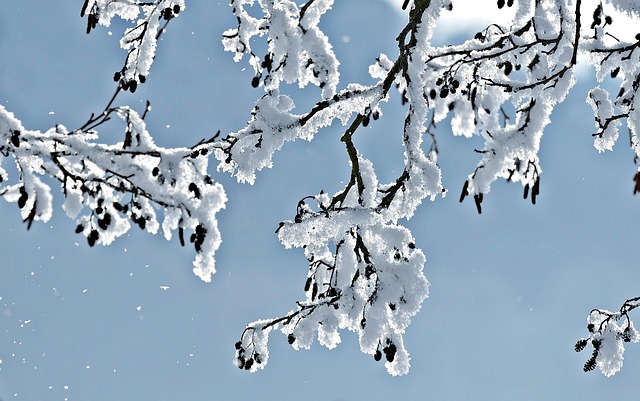 Free Tree Snowflakes photo and picture