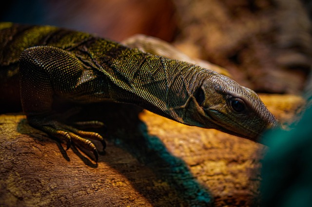 Réptil, Lagarto, Criatura, Espécies