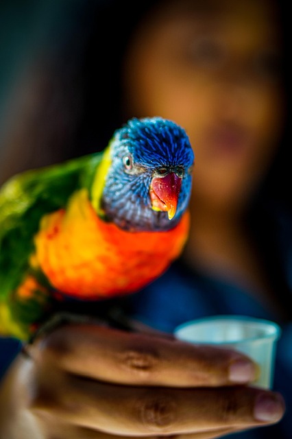 Pássaro, Ornitologia, Natureza, Espécies