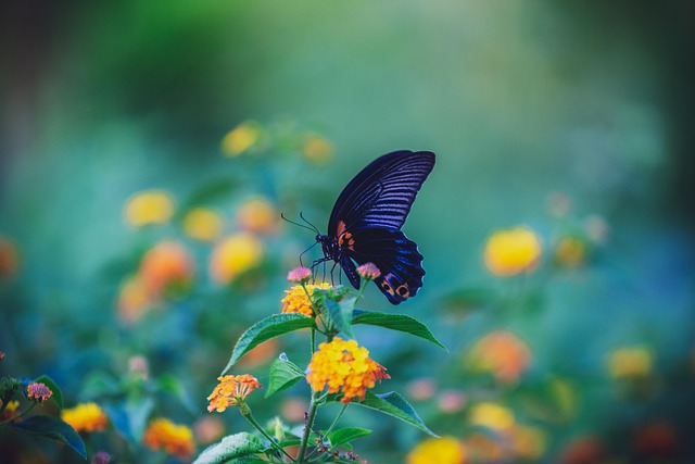 Flor, Fondo De La Flor, Mariposa